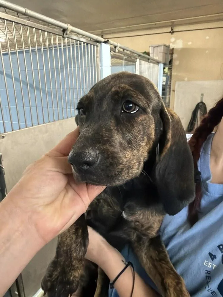 A baby large-sized female Plott Hound dog named Remington for adoption in Sedalia, CO