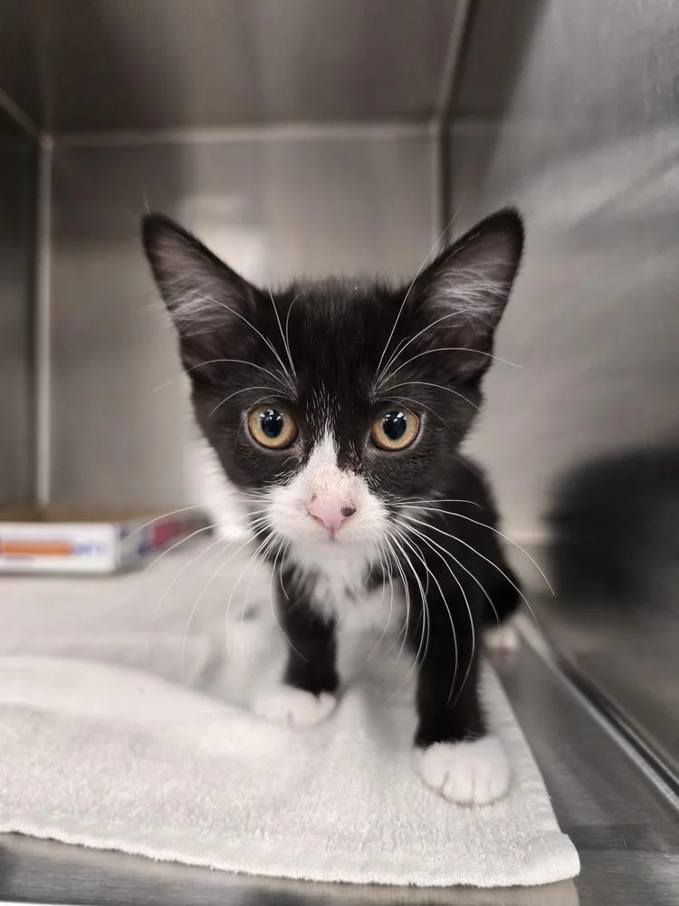 A baby small-sized female Domestic Short Hair cat named Freedom for adoption in Wellington, KS