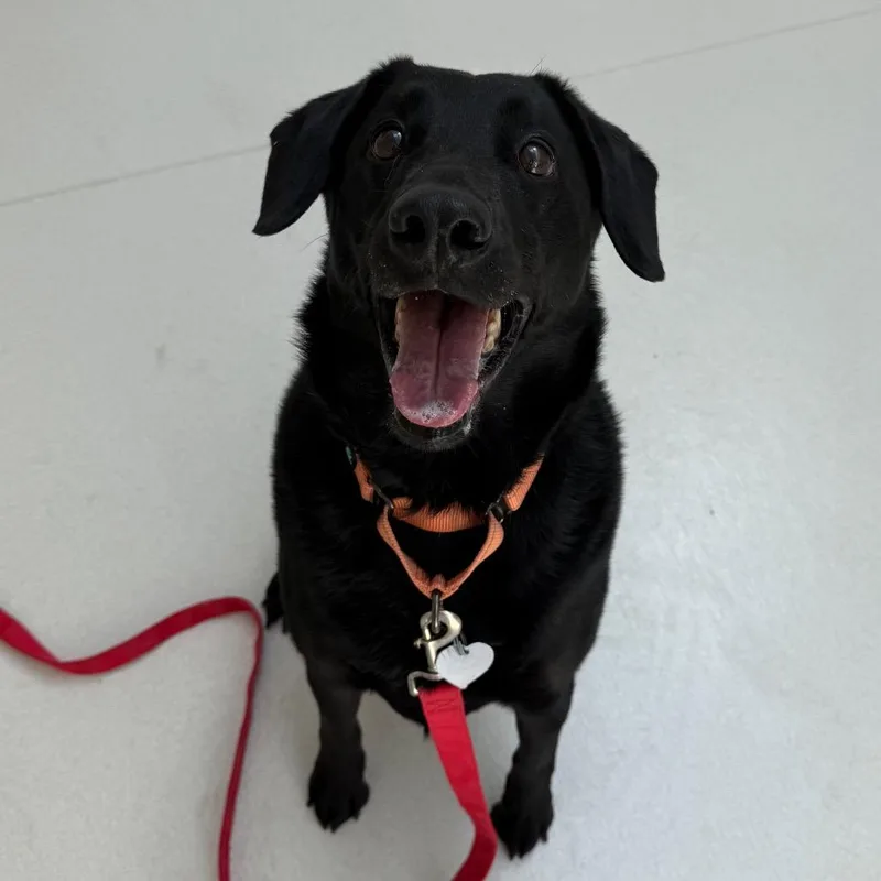 A senior medium-sized male Black Black Labrador Retriever dog named Shadow for adoption in Warwick, RI