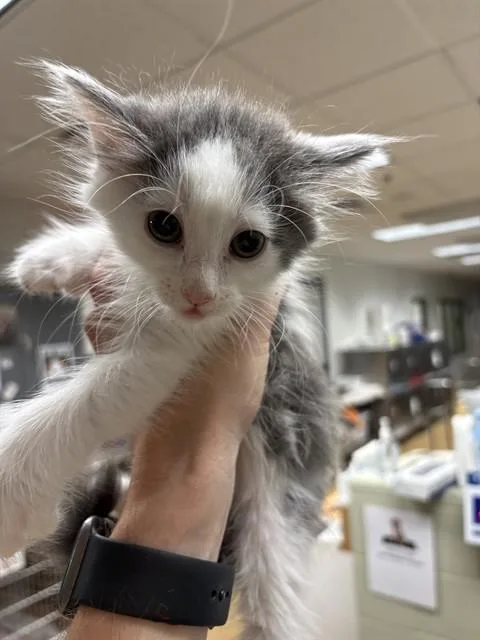 A baby small-sized female Domestic Medium Hair cat named Crumpet for adoption in Minneapolis, MN