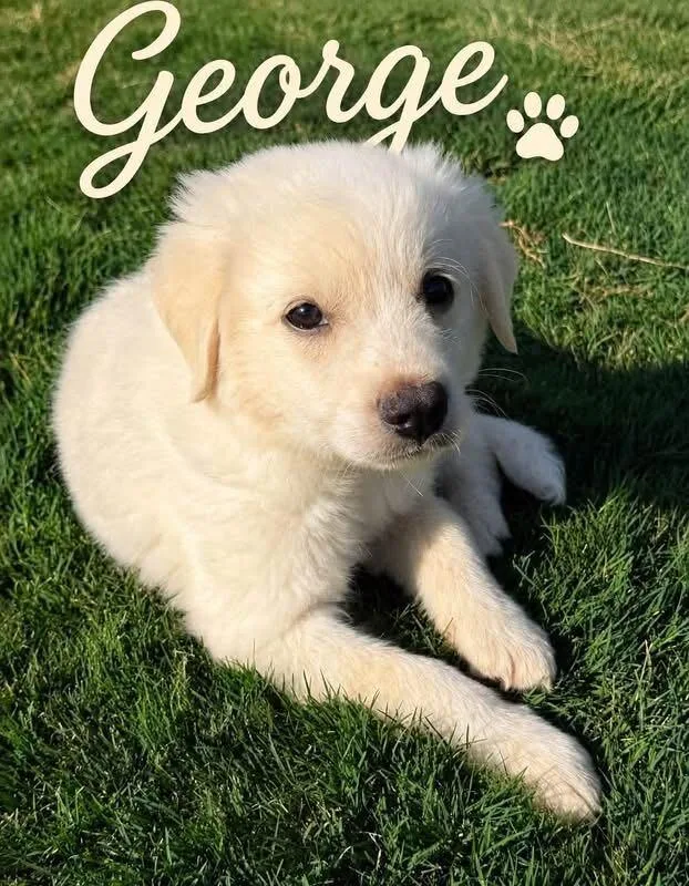 George