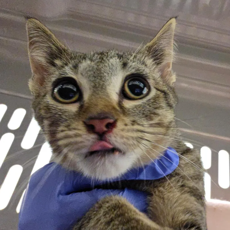 A baby small-sized female Gray / Blue / Silver Domestic Short Hair cat named Annalise for adoption in Chattanooga, TN