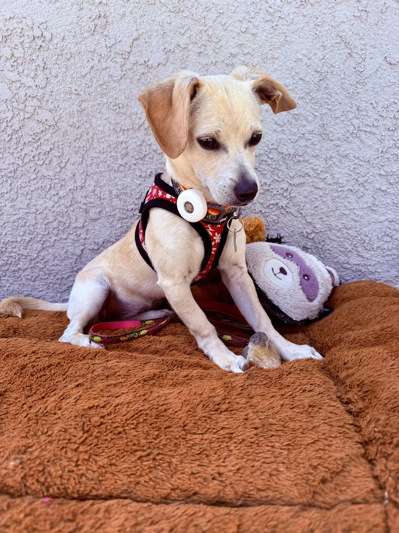 A baby small-sized female Chihuahua dog named Trixie for adoption in Capistrano Beach, CA