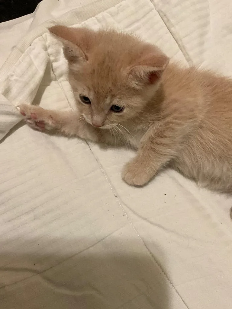 A baby small-sized female Domestic Short Hair cat named French Fry for adoption in Lewisville, TX