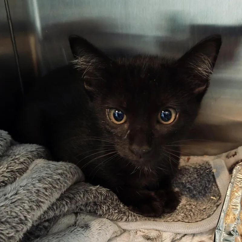A baby small-sized male Black Domestic Short Hair cat named Tortilla for adoption in Parkland, FL