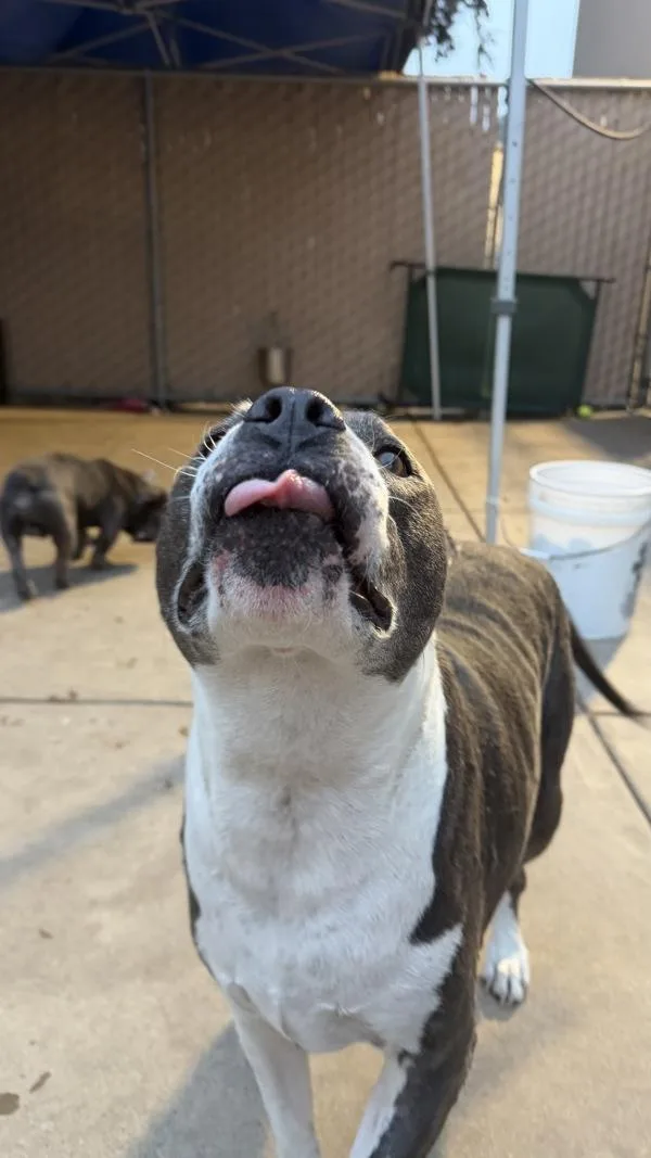 Bella