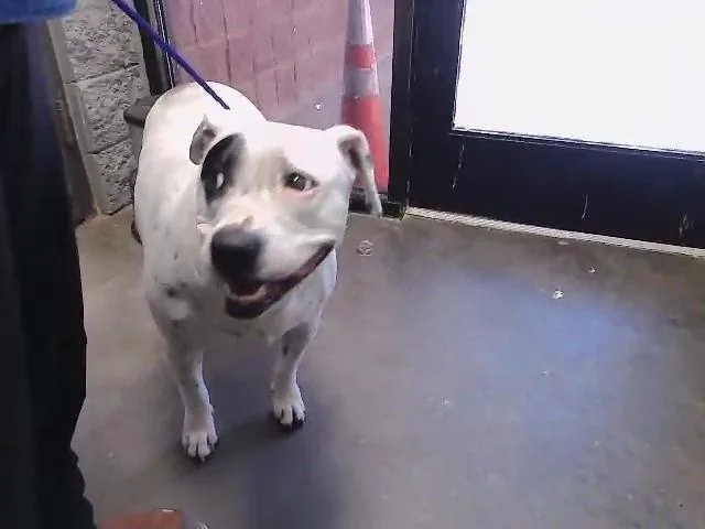 An adult large-sized female Pit Bull Terrier dog named Tinbo for adoption in Tulsa, OK