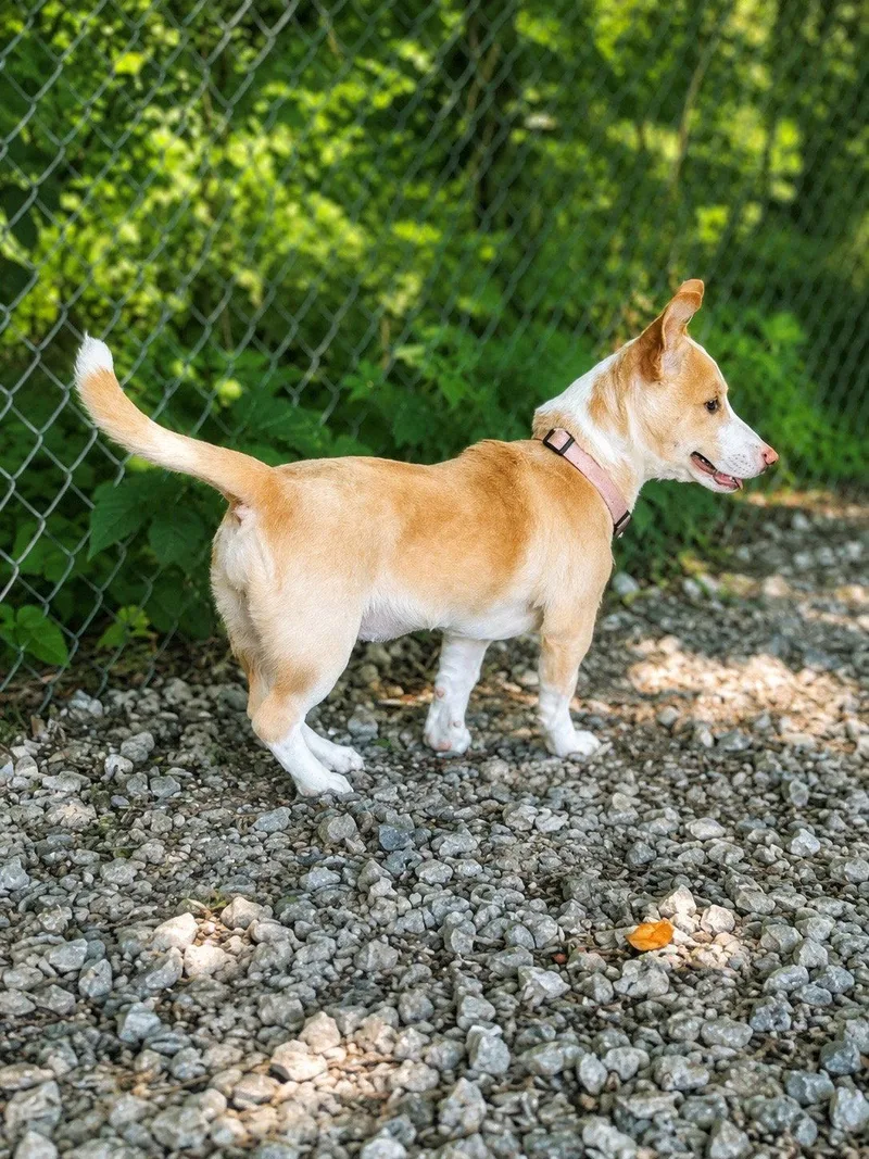 An adult medium-sized female Corgi dog named Sandy for adoption in Nashville, TN