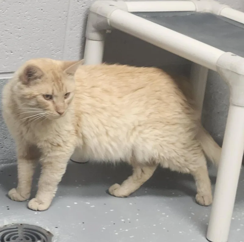 An adult medium-sized male Domestic Short Hair cat named Jack for adoption in Lexington, TN