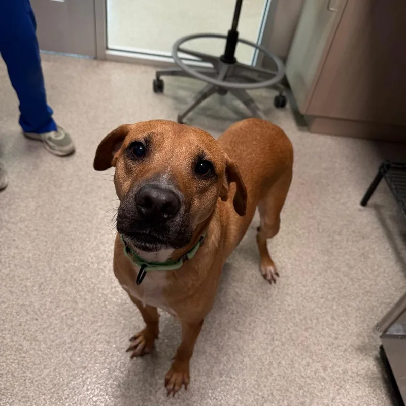An adult medium-sized male Yellow / Tan / Blond / Fawn Black Mouth Cur dog named Tug Boat for adoption in Englewood, FL