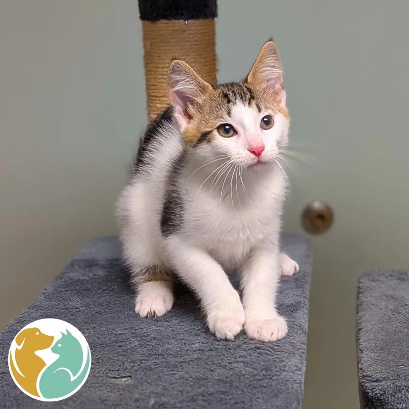 A baby small-sized male Brown / Chocolate Domestic Short Hair cat named Smore for adoption in Toledo, OH