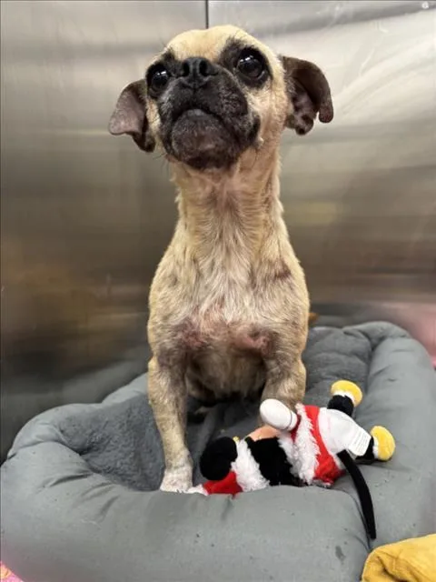 An adult small-sized female Pug dog named Maple for adoption in Tracy, CA