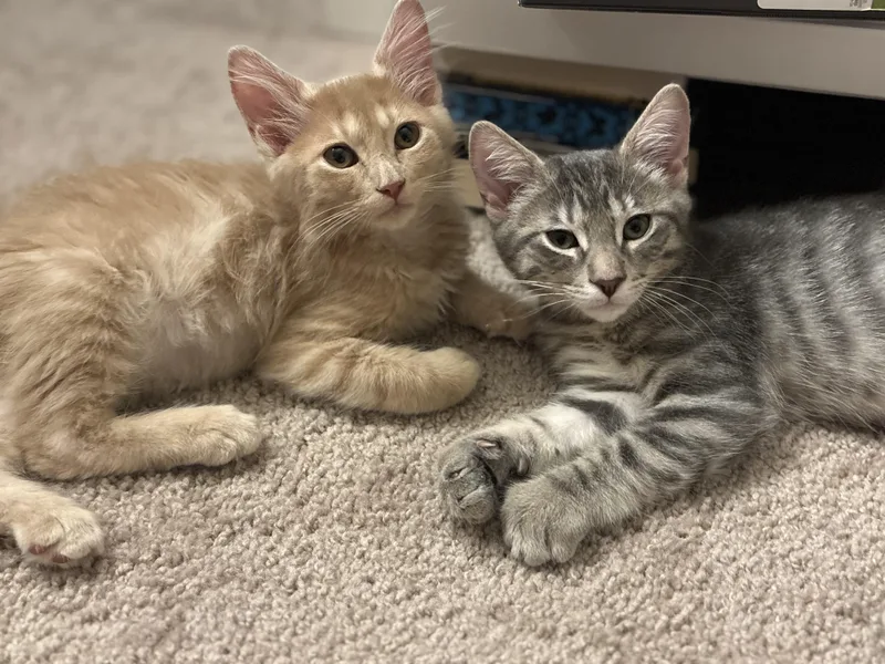 A baby small-sized male Tabby (Gray / Blue / Silver) Domestic Short Hair cat named Ozzy for adoption in San Jose, CA