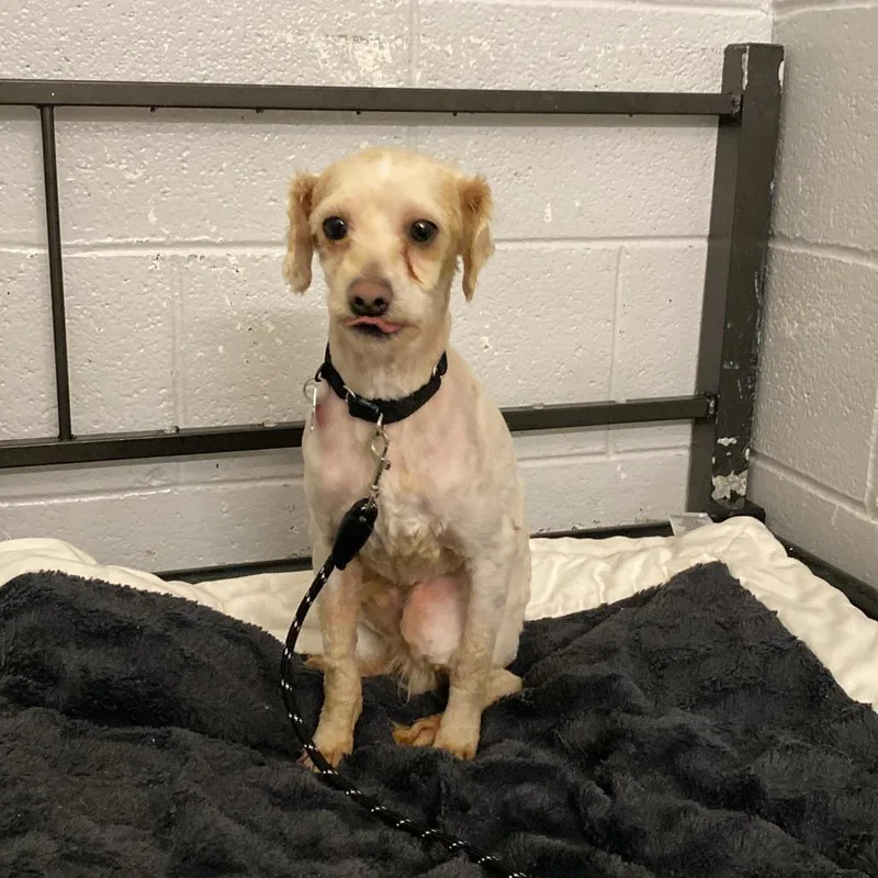 An adult small-sized male White / Cream Poodle dog named Bashful for adoption in Delaware, OH