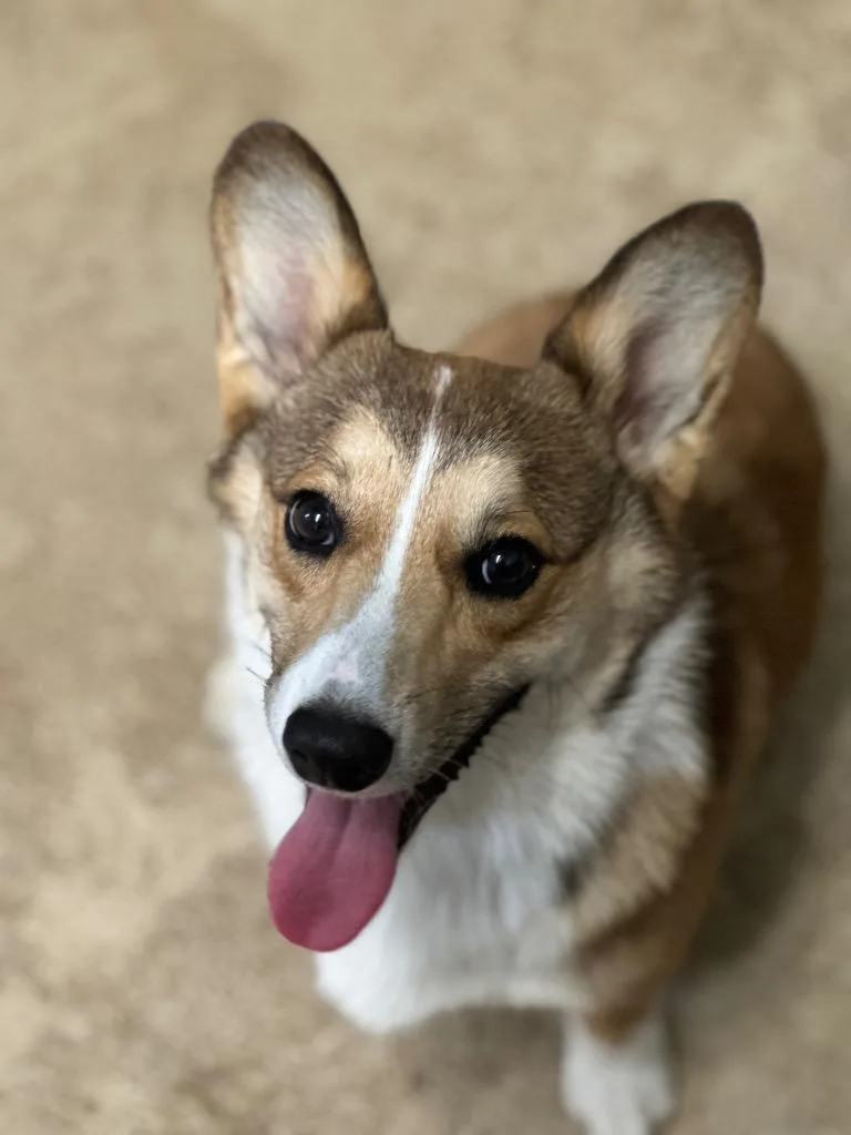 A young medium-sized male Corgi dog named Goober for adoption in Russellville, KY