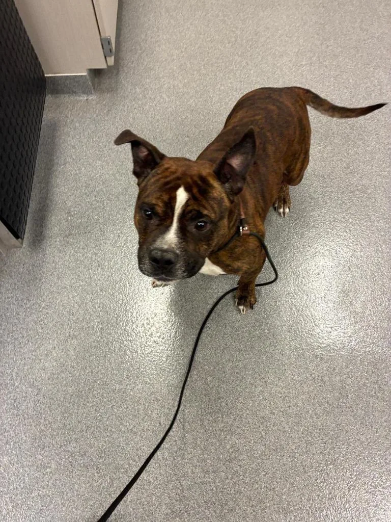 An adult large-sized male Pit Bull Terrier dog named Gibson Yrly for adoption in Sidney, OH