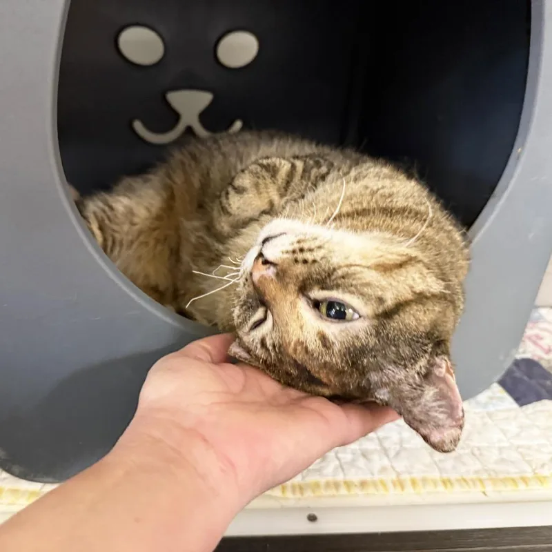 An adult large-sized female Torbie Domestic Short Hair cat named Maya Mae for adoption in Oshkosh, WI
