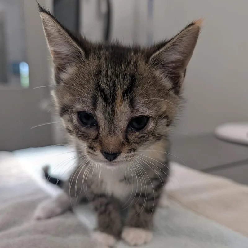 A baby small-sized male Gray / Blue / Silver Domestic Medium Hair cat named Phil for adoption in Winston Salem, NC