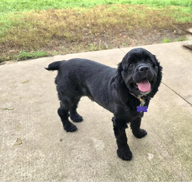 A young small-sized female Black English Cocker Spaniel dog named Venus for adoption in Jamestown, ND