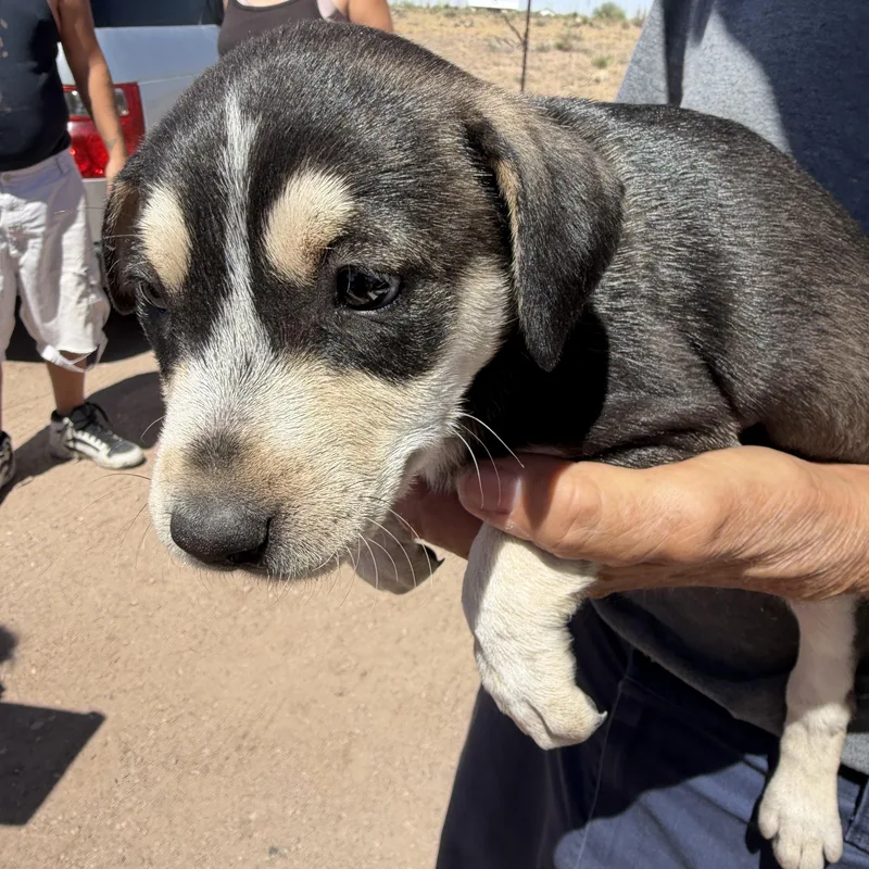 A baby medium-sized female Black Labrador Retriever dog named Venus for adoption in Deming, NM