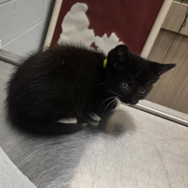 A baby small-sized female Black Domestic Short Hair cat named Surge for adoption in Chattanooga, TN