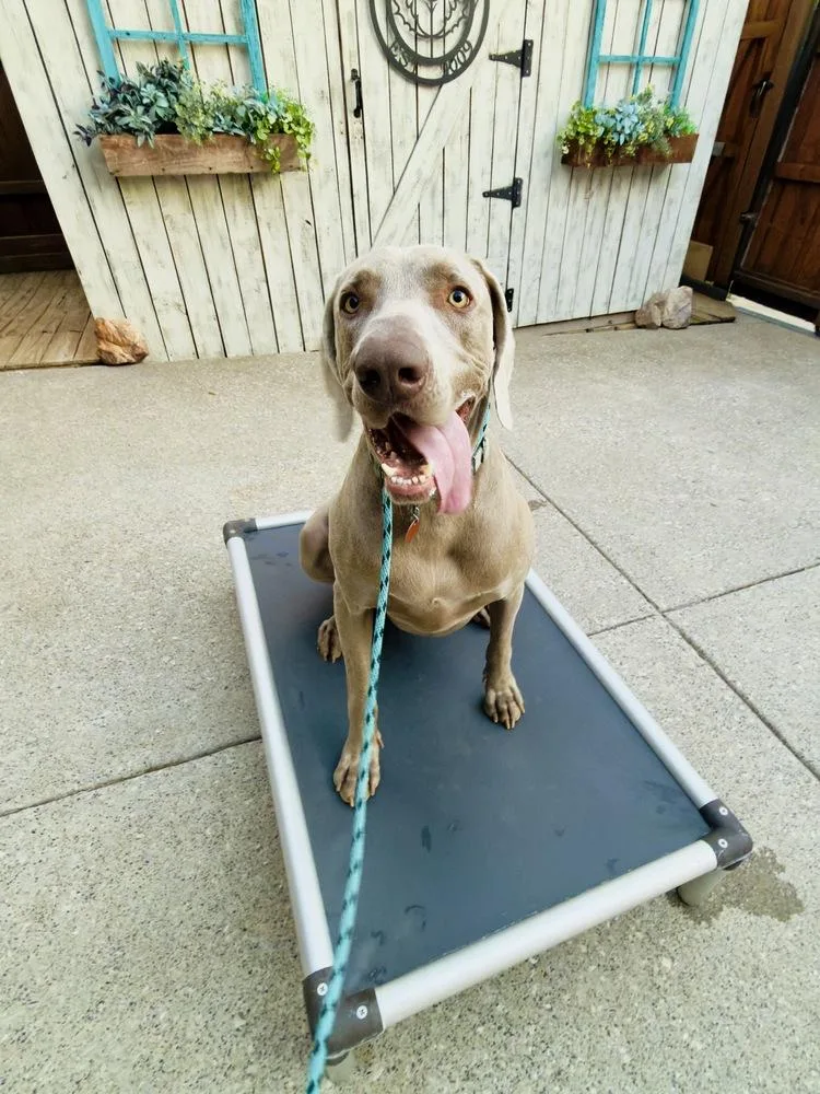 An adult large-sized male Gray / Blue / Silver Weimaraner dog named Clyde for adoption in Dallas, TX