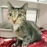 An adult medium-sized female Black Domestic Short Hair cat named Ariel for adoption in Hilliard, OH