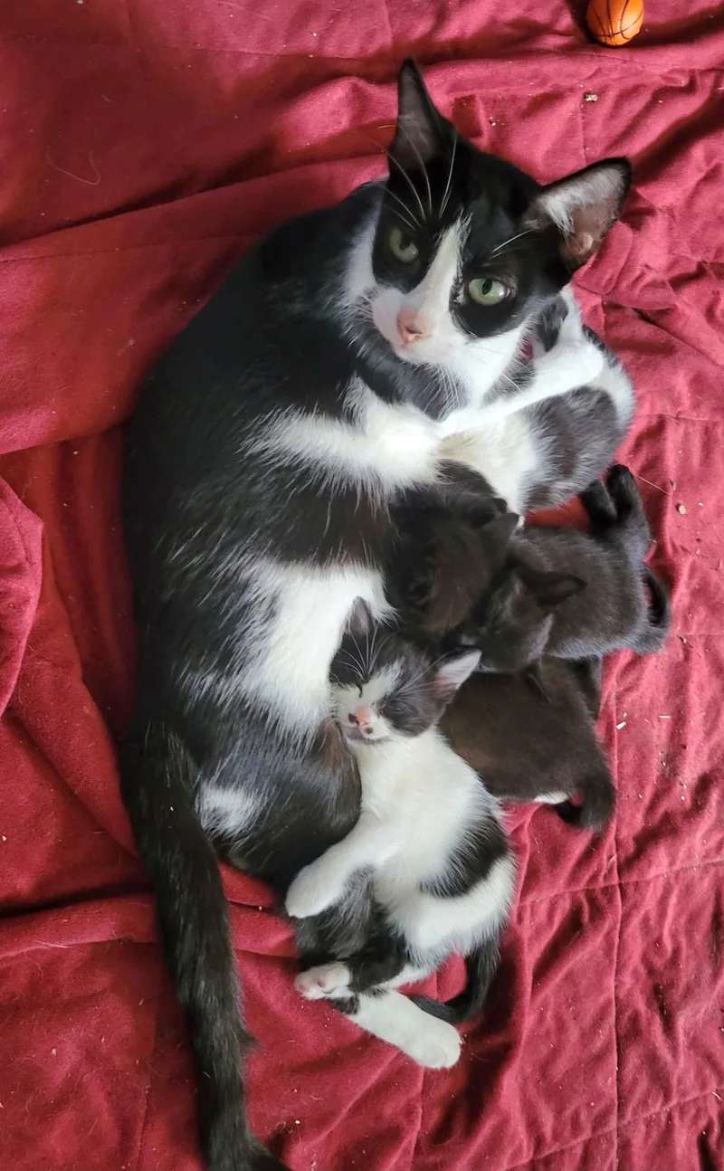 A baby medium-sized female Black & White / Tuxedo Tuxedo cat named Pebbles for adoption in Springfield, OR