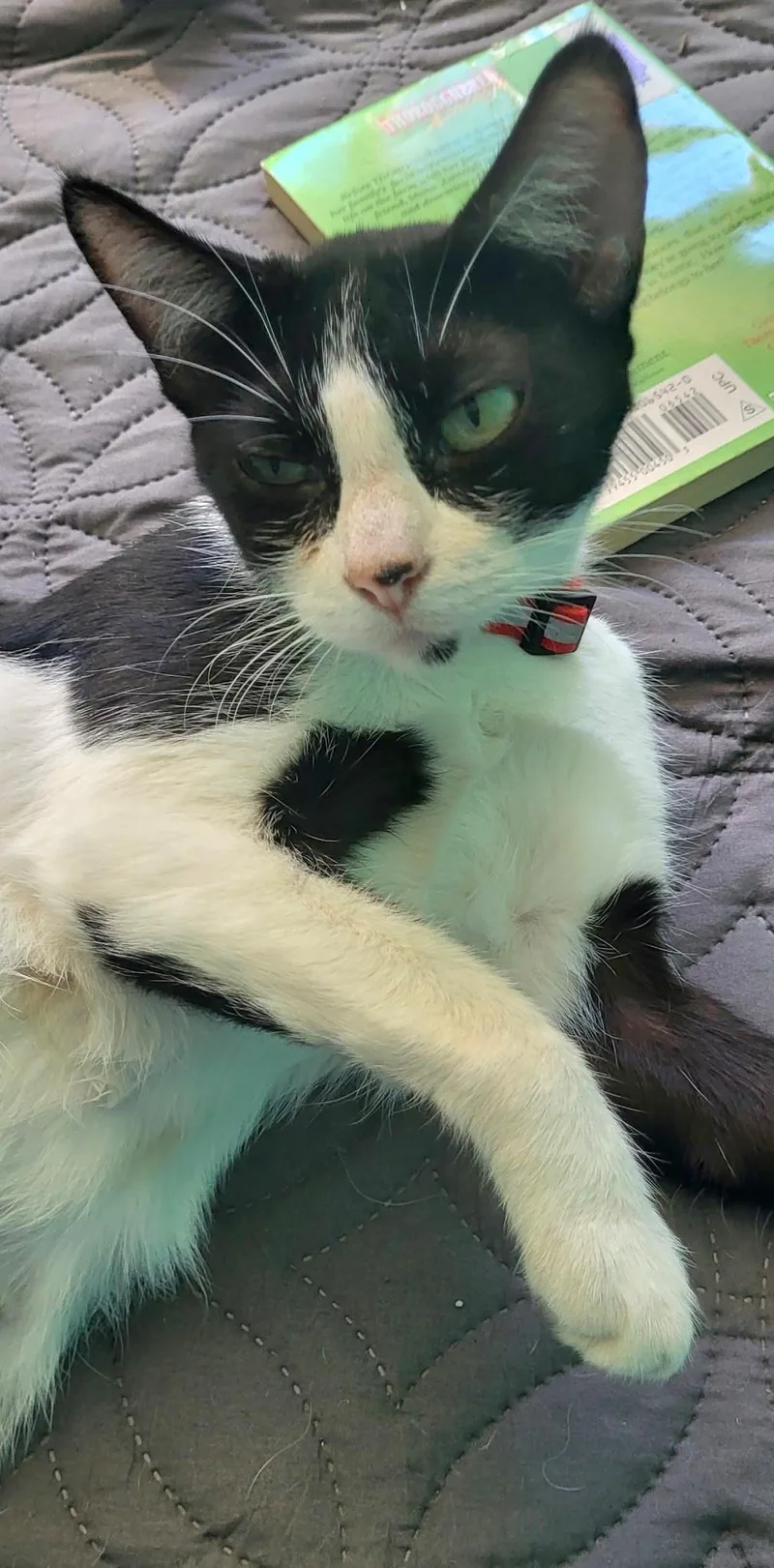 Pebbles thumbnail 2
