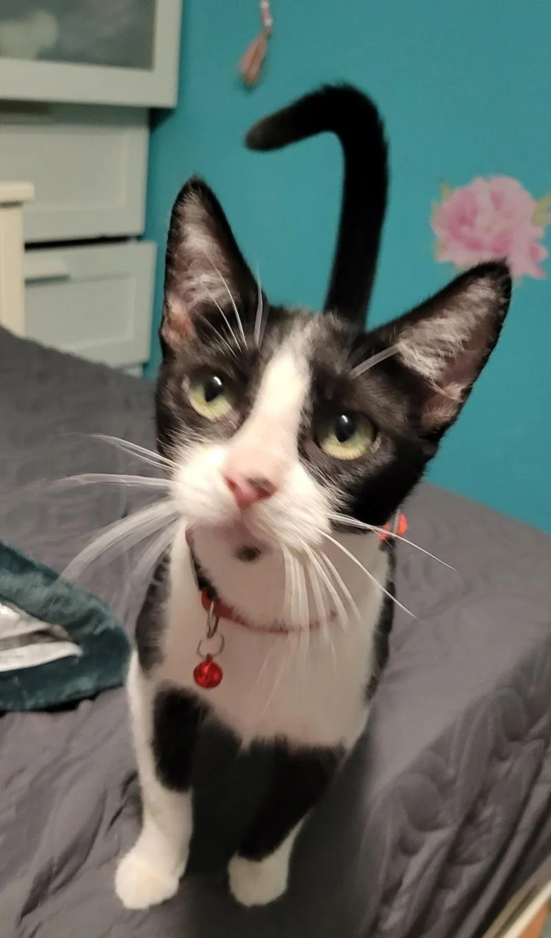 Pebbles thumbnail 3