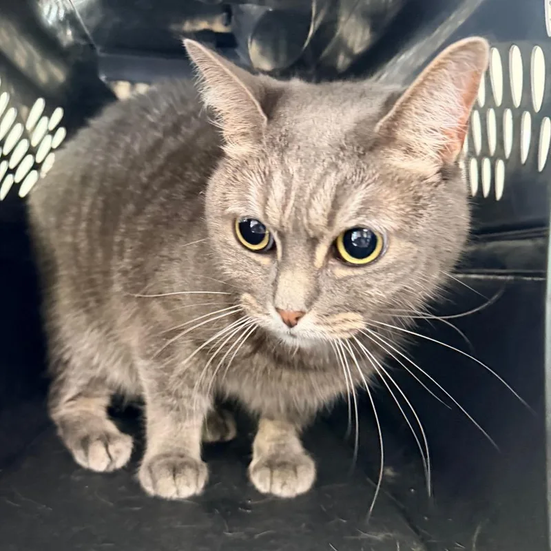 An adult medium-sized female Gray / Blue / Silver Domestic Short Hair cat named Mimzy for adoption in Indianapolis, IN