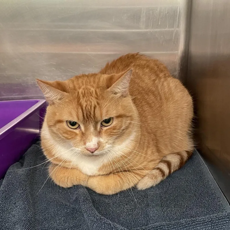 An adult large-sized male Orange / Red Domestic Short Hair cat named Sunny for adoption in Port Charlotte, FL