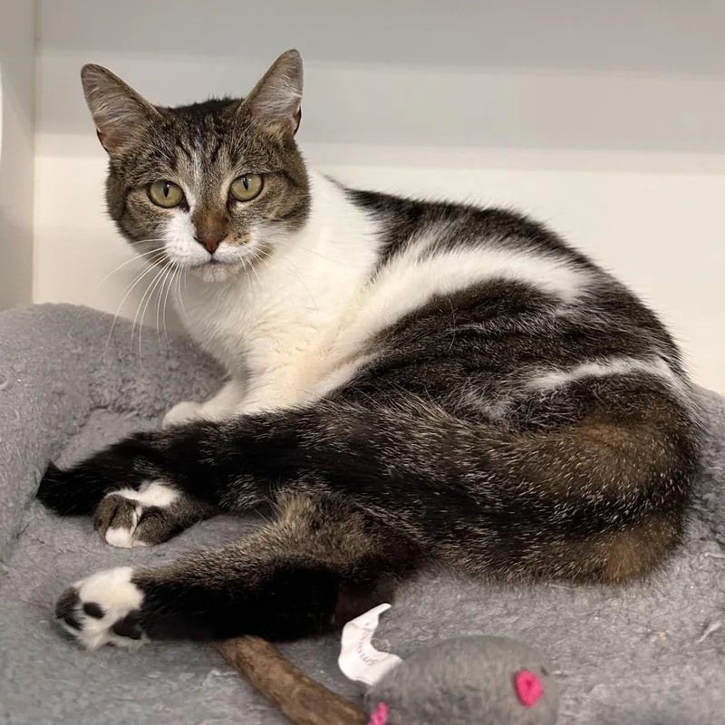 An adult medium-sized female Calico American Shorthair cat named Piebald for adoption in Greensboro, NC