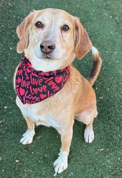 A senior medium-sized male Hound dog named Skinny for adoption in Irving, TX