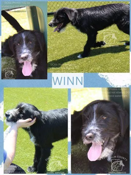 A young medium-sized male Mixed Breed dog named Winn for adoption in Kenansville, NC