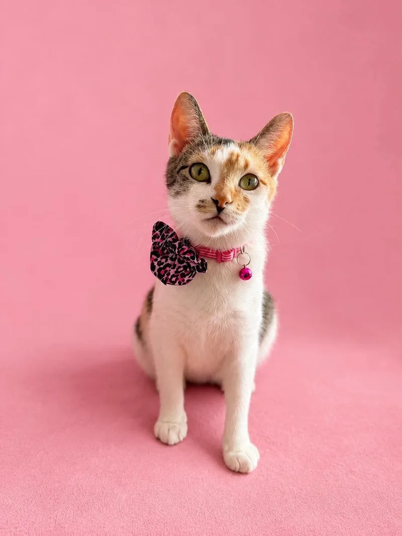 An adult medium-sized female Calico Domestic Short Hair cat named Clara for adoption in Vinton, IA