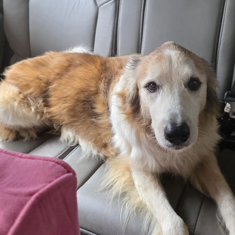 A senior medium-sized female White / Cream Golden Retriever dog named Miss Roux for adoption in Athens, AL