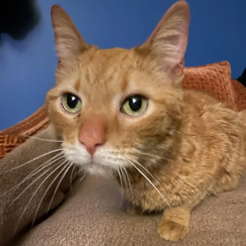 An adult medium-sized male Orange / Red Domestic Short Hair cat named Mangonada for adoption in South Elgin, IL
