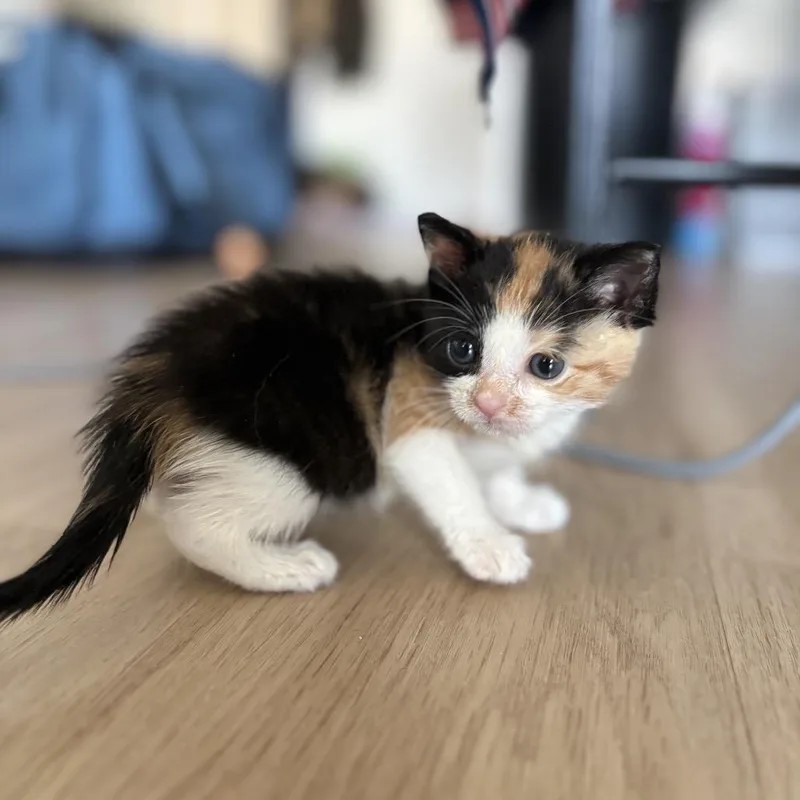 A baby small-sized female Calico Domestic Short Hair cat named Ziblet for adoption in Middle Village, NY