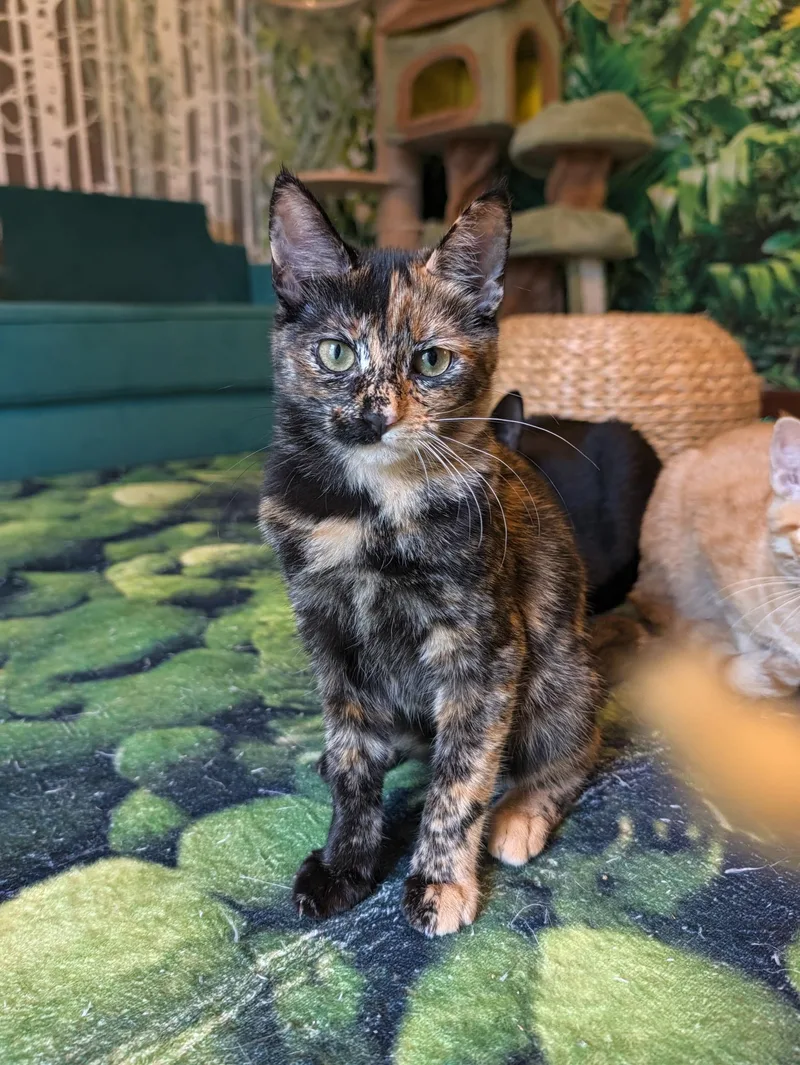 A baby medium-sized female Tortoiseshell cat named Junebug for adoption in Beaverton, OR