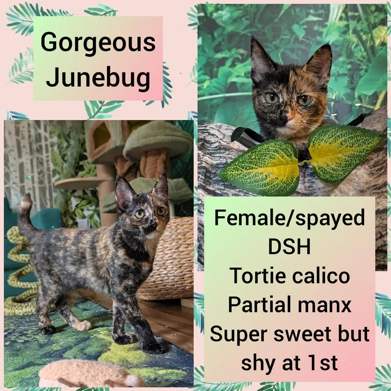 Junebug thumbnail 5