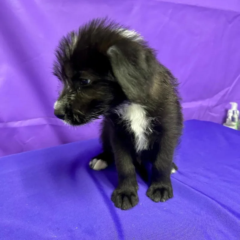 A baby medium-sized male Black Australian Shepherd dog named Del Taco for adoption in North Myrtle Beach, SC
