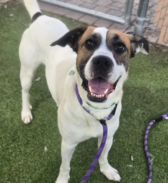 An adult large-sized male Pit Bull Terrier dog named Duke for adoption in Mesa, AZ