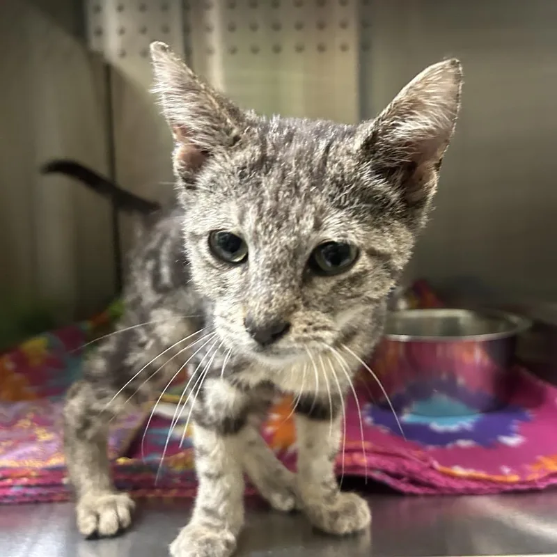 A baby small-sized male Brown / Chocolate Domestic Short Hair cat named Critter for adoption in Austin, TX