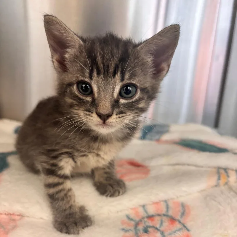 A baby small-sized male Gray / Blue / Silver Domestic Short Hair cat named Thursday for adoption in Lynchburg, VA