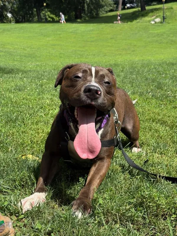 An adult large-sized male Mixed Breed dog named Bearstein for adoption in New York, NY