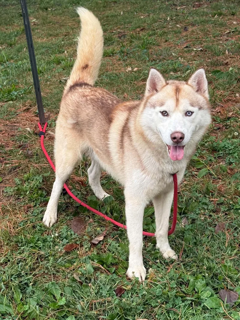 An adult large-sized male Husky dog named Cooper for adoption in Springfield, IL
