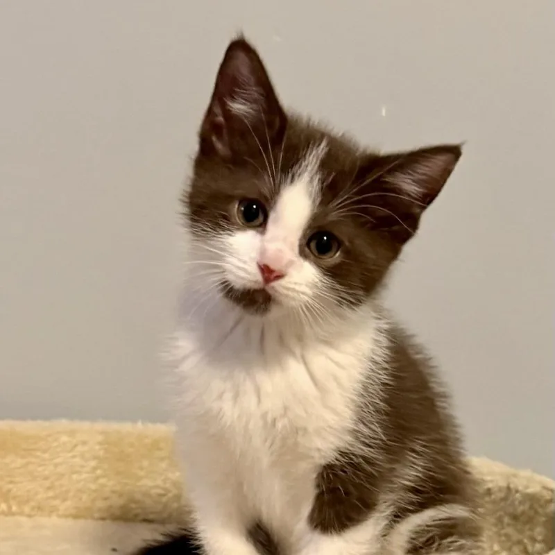 A baby small-sized male Brown / Chocolate Domestic Short Hair cat named Blanket for adoption in Washington Township, OH