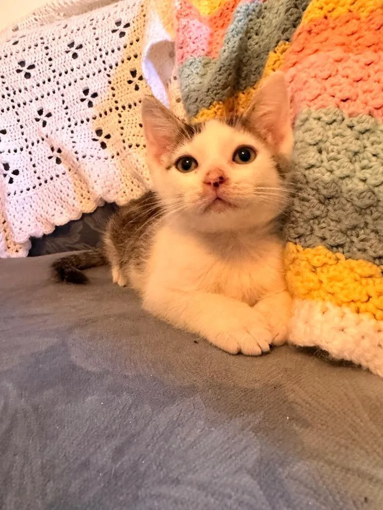 A baby small-sized male Domestic Short Hair cat named Ross for adoption in Newnan, GA