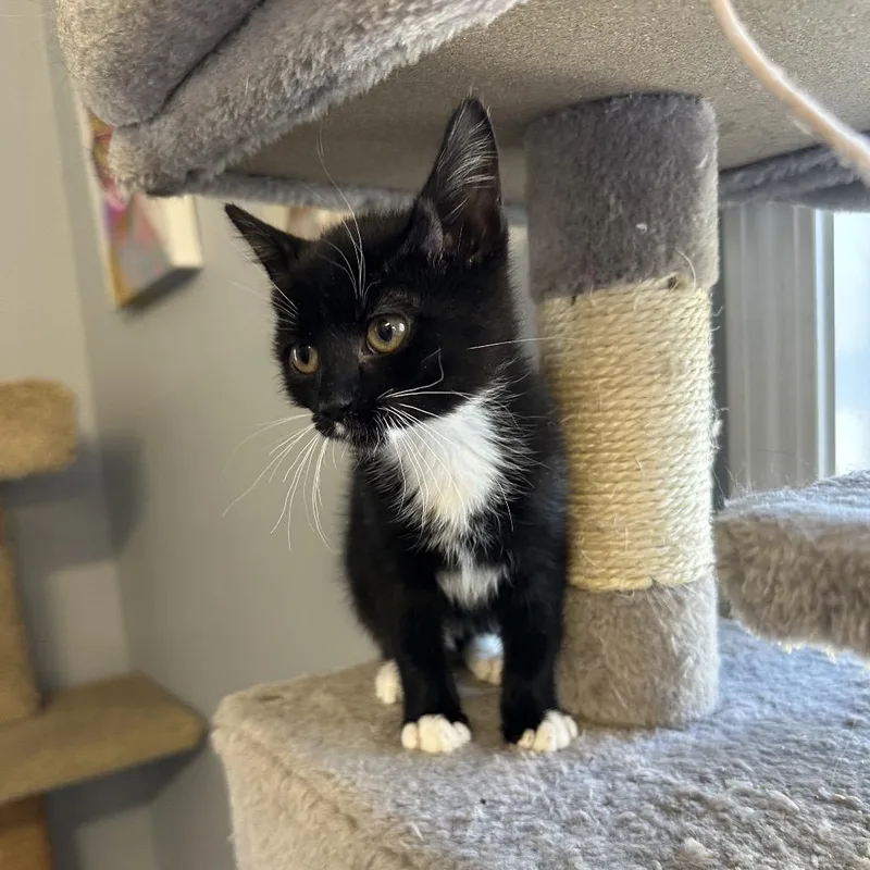 A baby small-sized female Black Domestic Medium Hair cat named Lychee for adoption in Wappingers Falls, NY